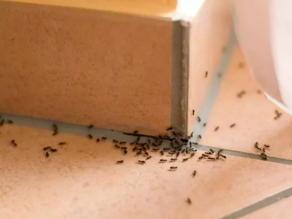 Get Rid of Ants