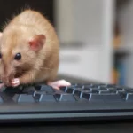 Get Rid of Mice